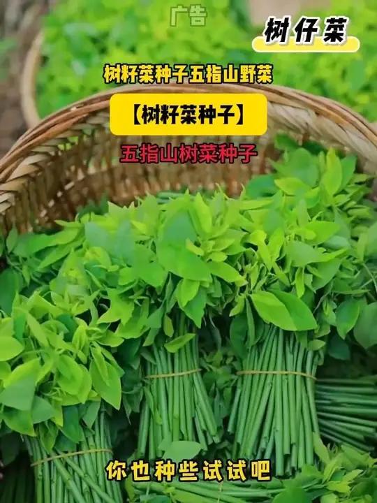 这个菜您吃过吗