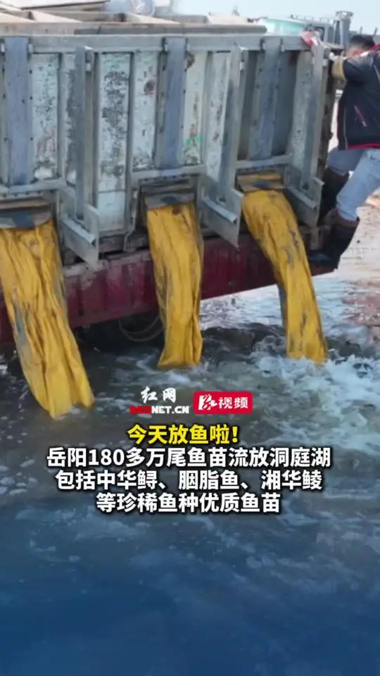 今天放鱼啦!岳阳180多万尾鱼苗流放洞庭湖 包括中华鲟、胭脂鱼、湘华鲮等珍稀鱼种优质鱼苗