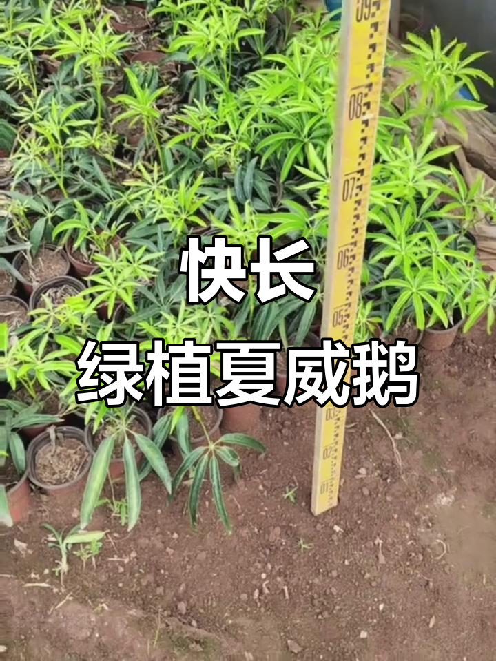 夏威夷鹅掌柴小苗，快速生长带来满眼绿色