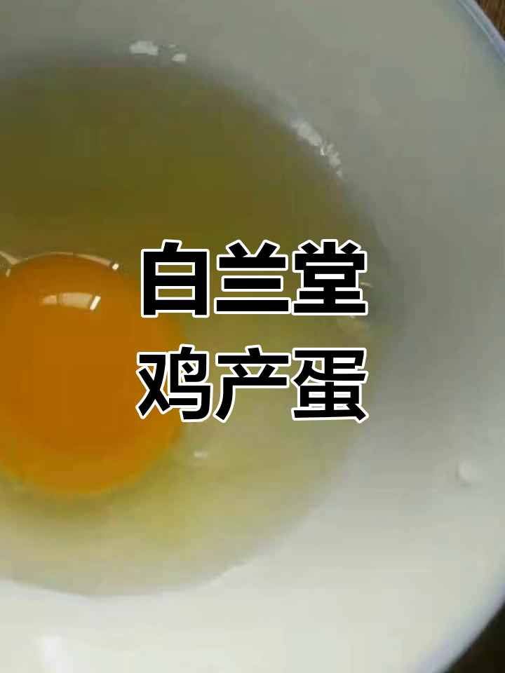 白壳鸡蛋的来源揭秘