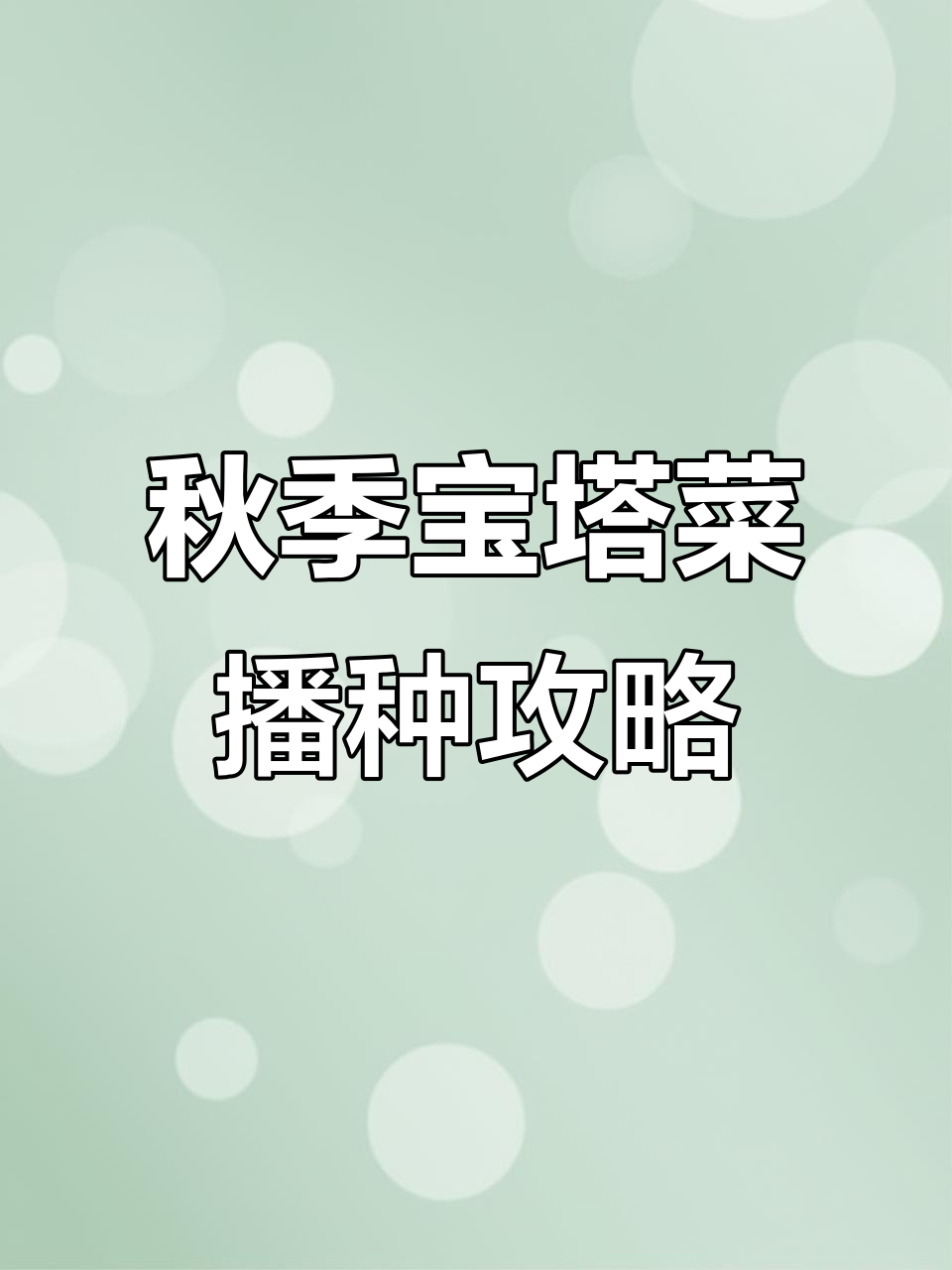 秋播宝塔菜,高温下的种植技巧与收获