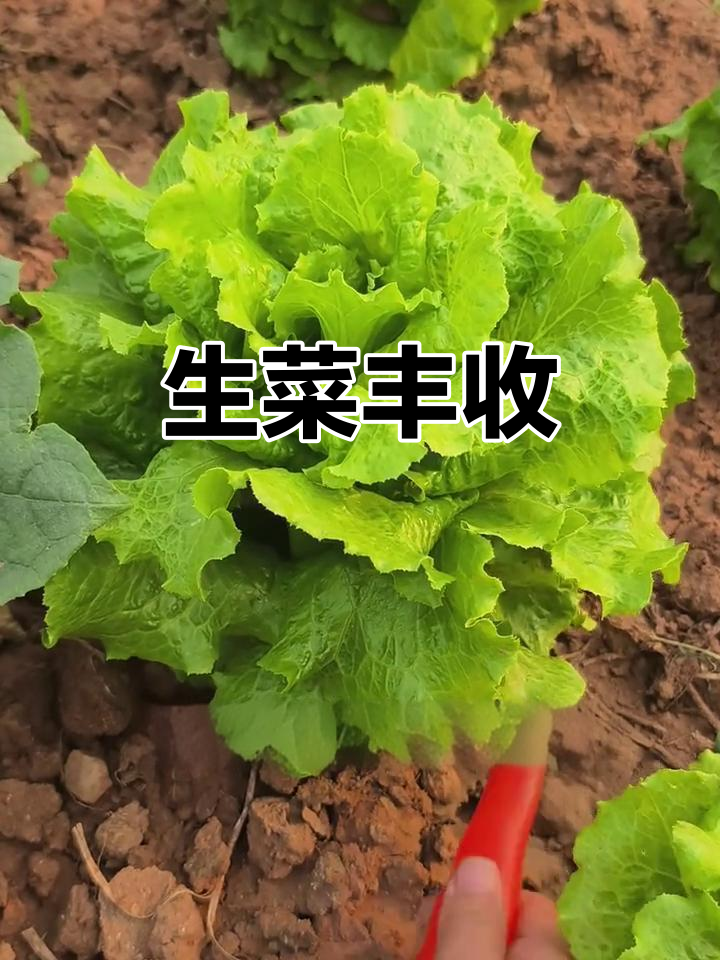 菜园里生菜茂盛,拔两颗尝尝鲜!