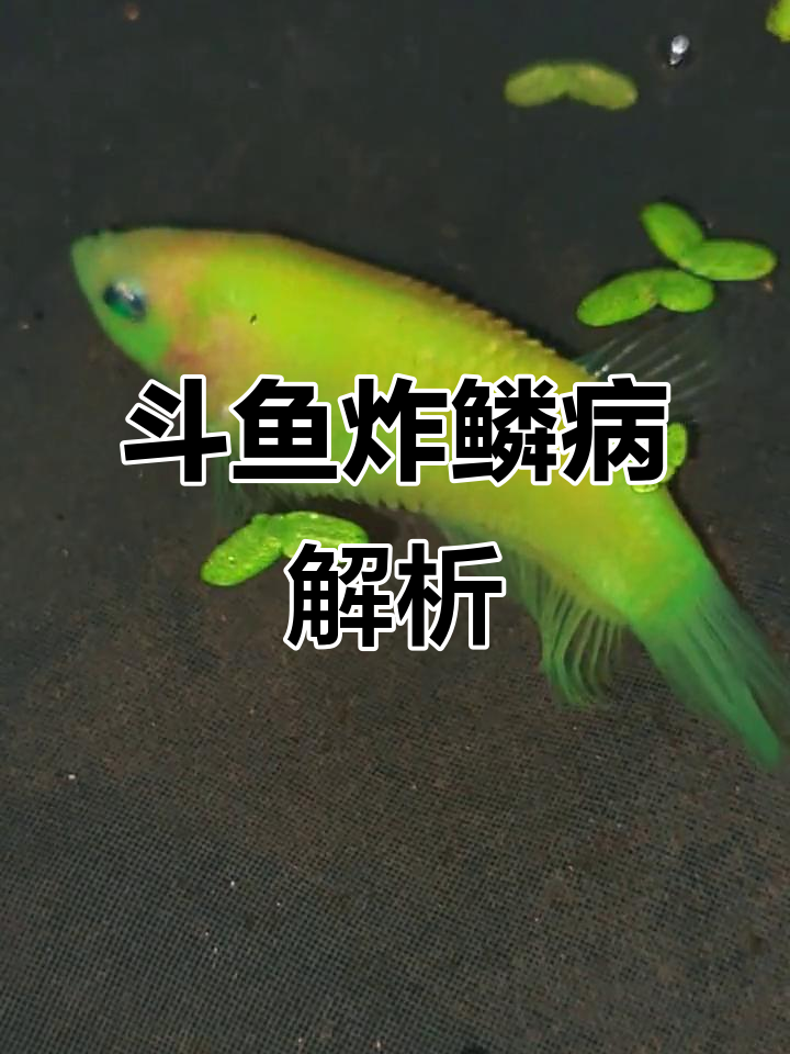 泰国斗鱼炸鳞病大揭秘,荧光斗鱼的健康危机