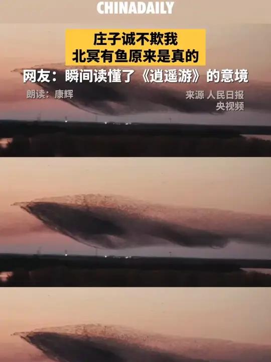 北冥有鱼在此刻具像化了!鸟浪如潮涌,齐飞似星河。当鲲鹏之姿划过漫天霞光,庄子《逍遥游》便不