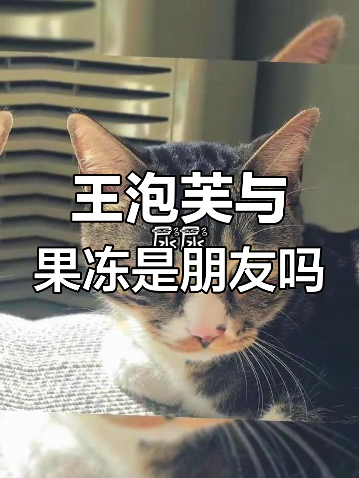 王泡芙和果冻真的是闺蜜吗?网红猫大集合!
