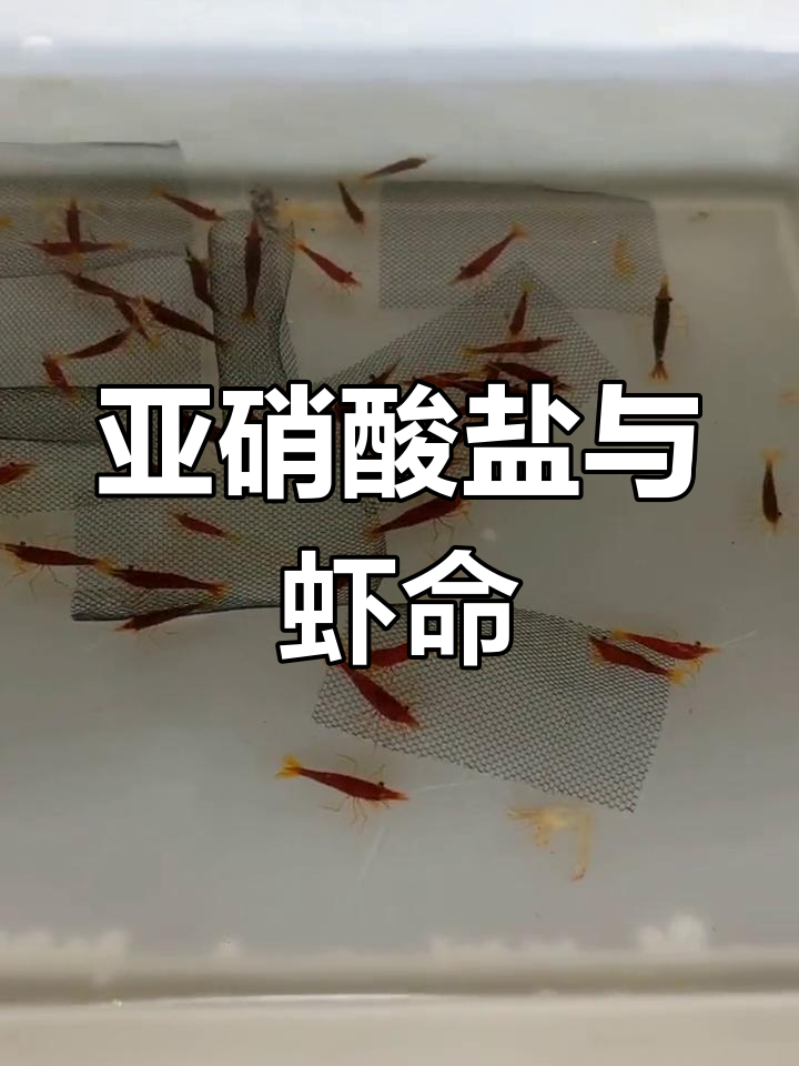 亚硝酸盐过高会导致观赏虾迅速死亡,务必保持低水平