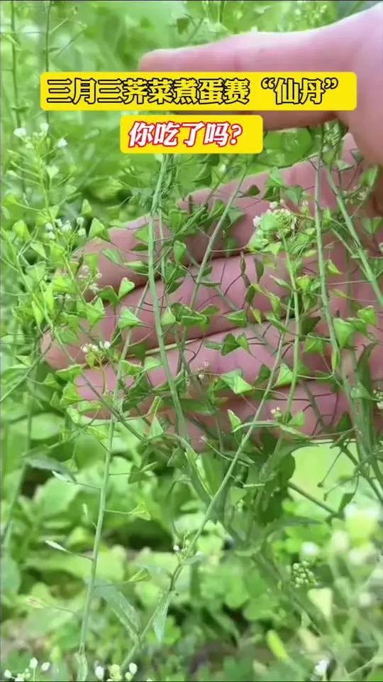 三月三荠菜煮蛋赛“仙丹” 你吃了吗