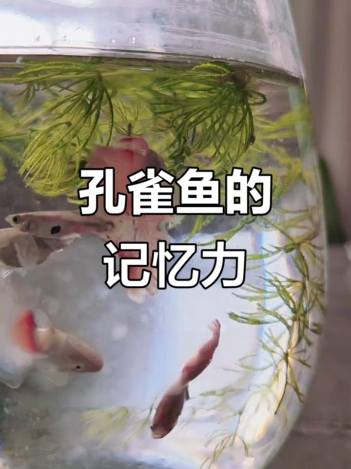 孔雀鱼能认主人,记忆力惊人!