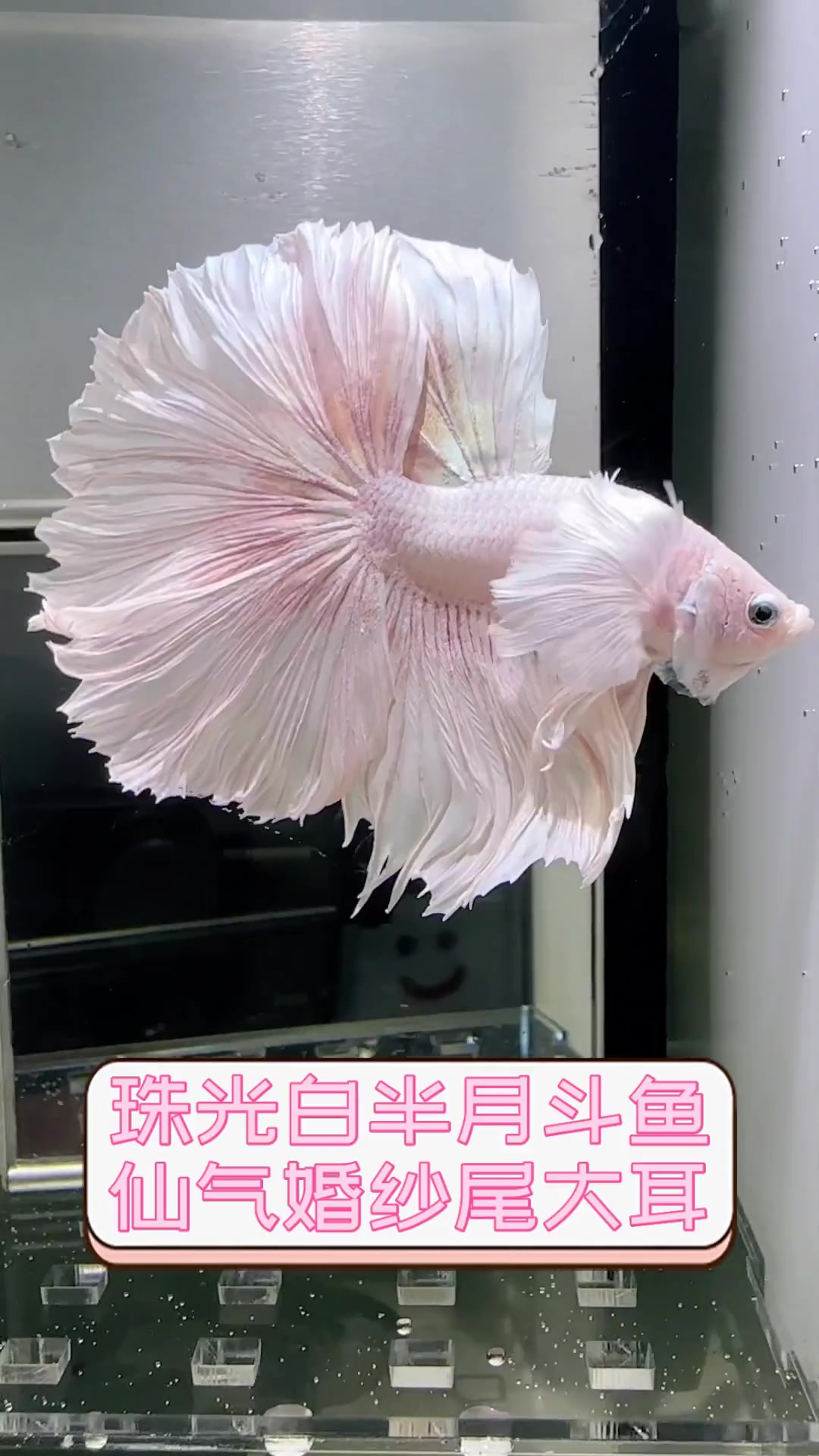 珠光白半月斗鱼,仙气婚纱尾大耳