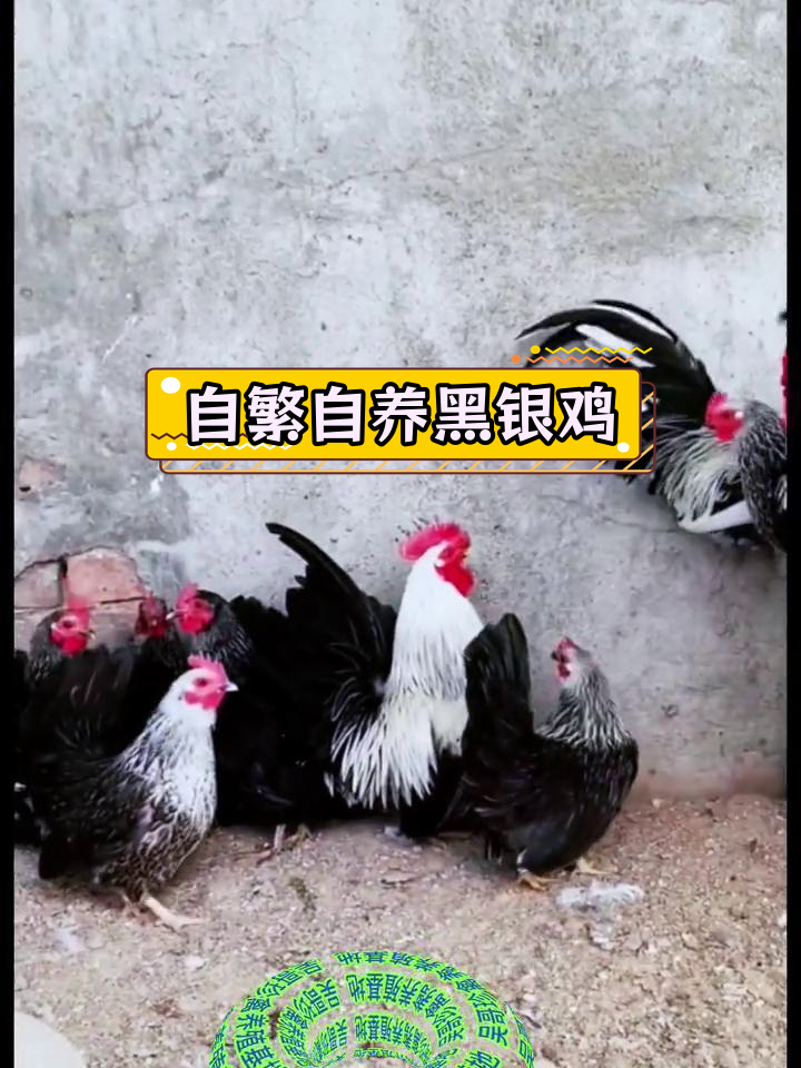 黑银矮脚鸡:适合各地养殖的观赏品种