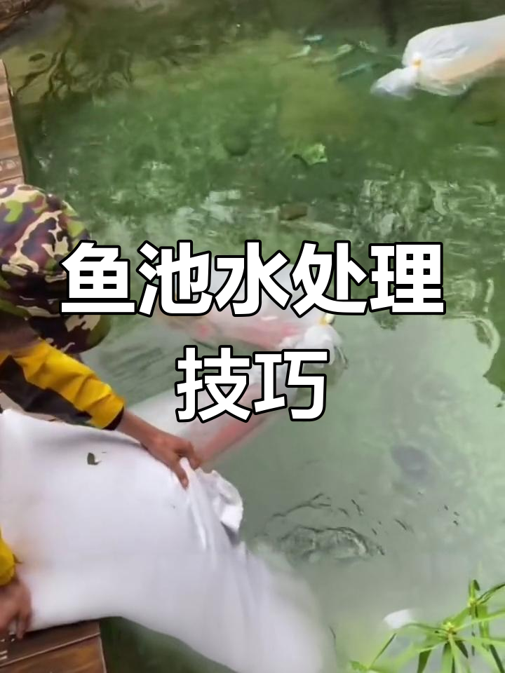 新鱼池消毒与盐分调节