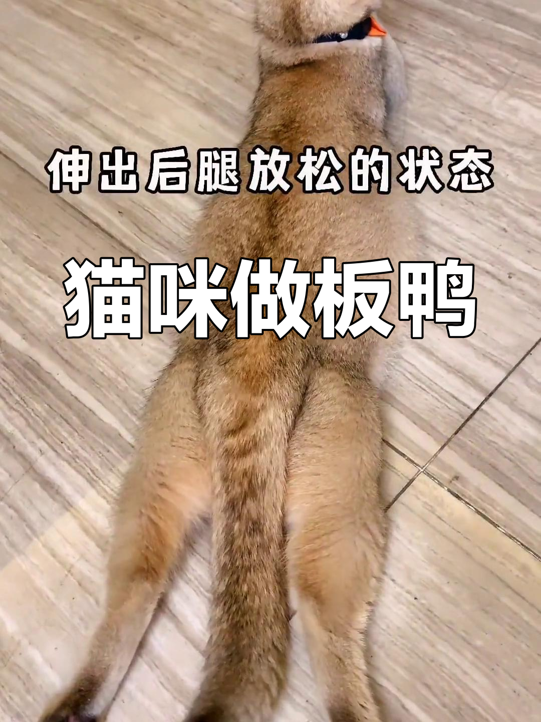 猫咪的板鸭趴姿势,懒猫专属