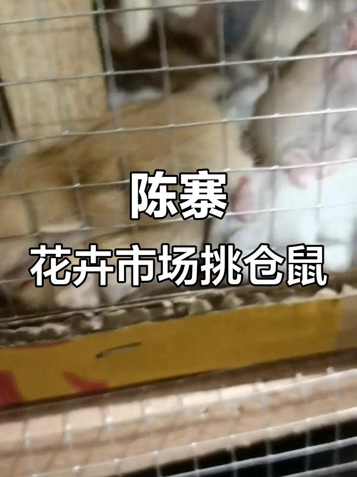 郑州陈寨花卉市场挑选奶茶仓鼠,温顺可爱惹人爱