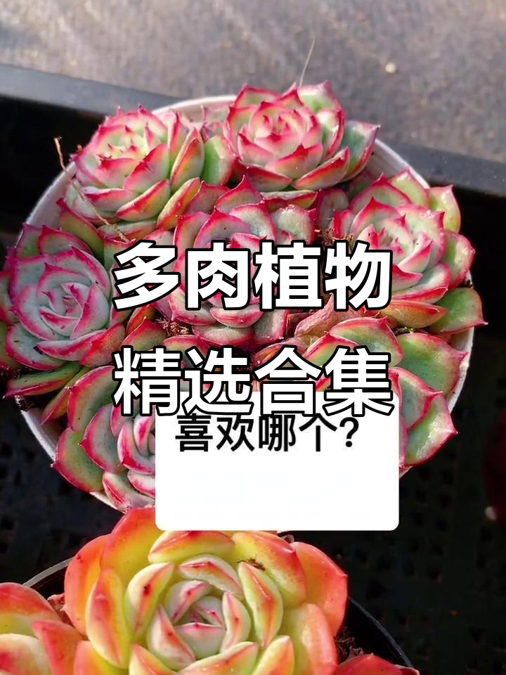 西湖海棠、蓝宝石等多肉植物大赏,超美冰玉等你来挑