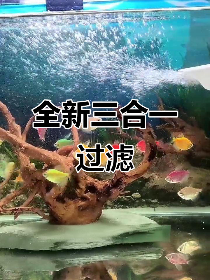 三合一过滤器升级,鱼马桶吸便效果惊人