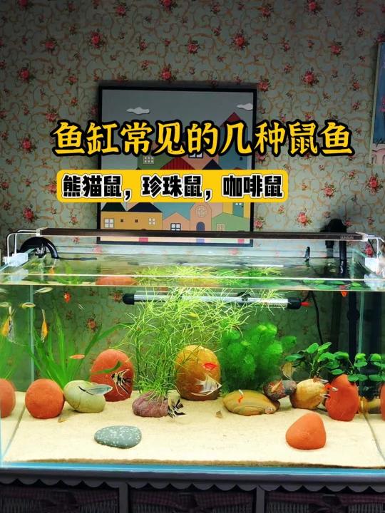 养热带小鱼的空气缸,分享几种常见鼠鱼