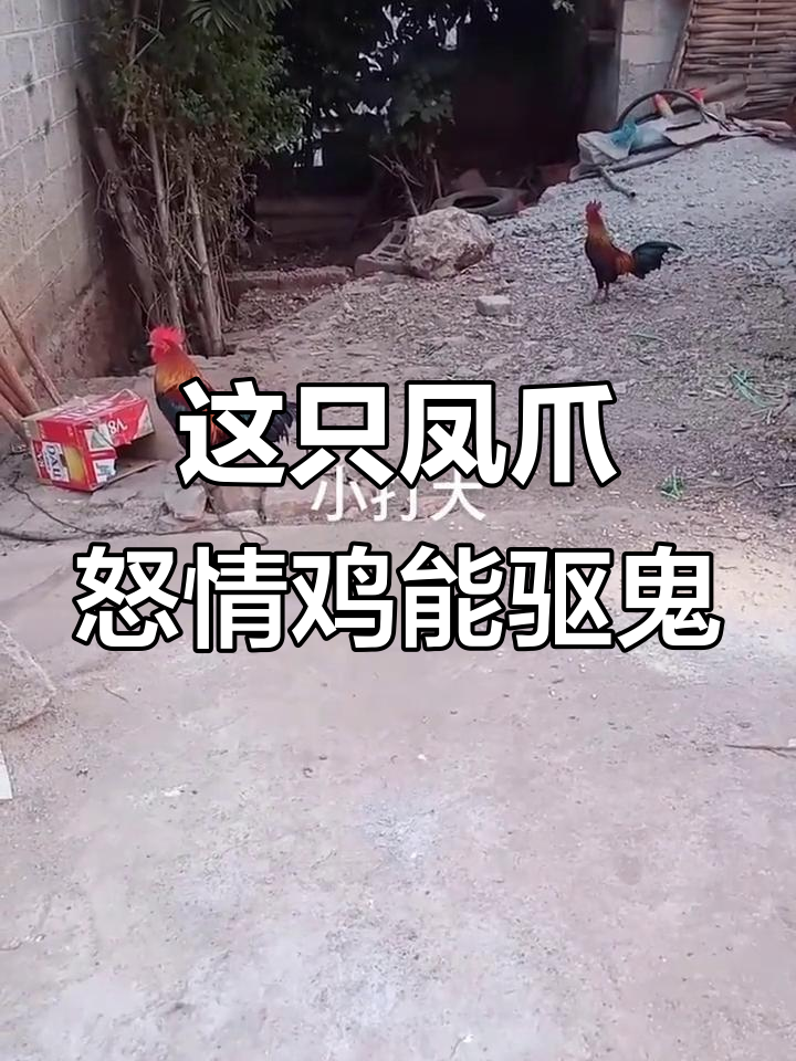 江西凤凰鸡:不是家禽,为何不能杀?