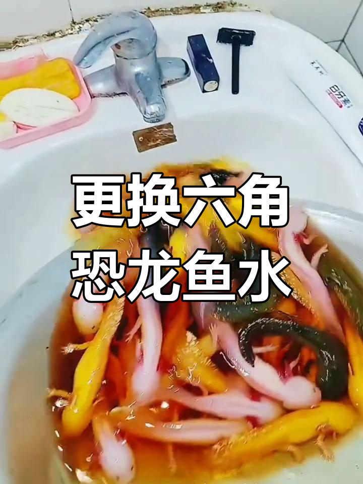 六角恐龙鱼换水全过程