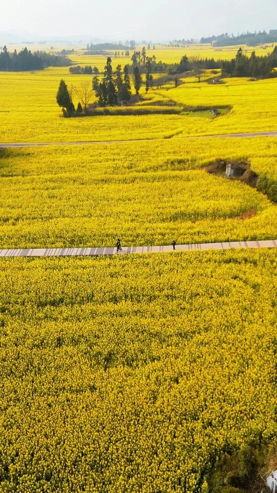曲靖罗平最适合女神节打卡的油菜花海,不要门票还出片,百分之99的人都不知道这是哪