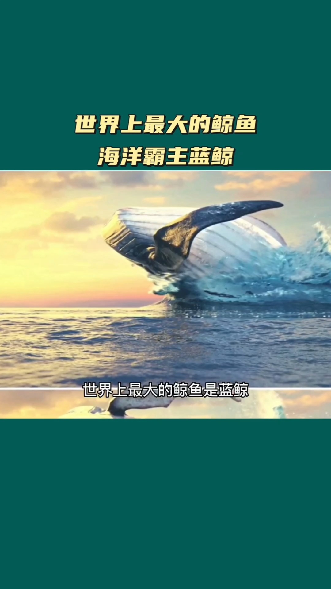 世界上最大的鲸鱼