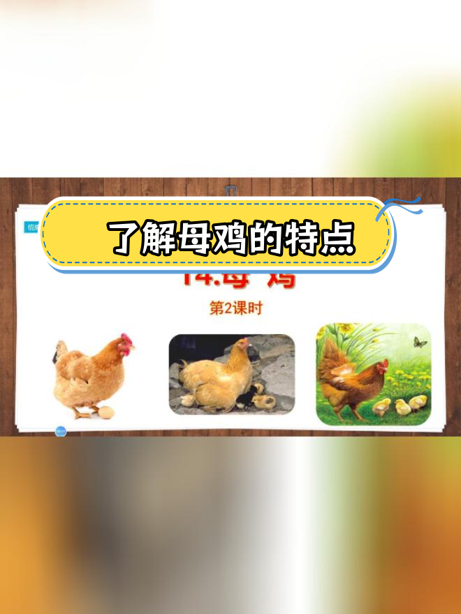 四年级语文《母鸡》第二课时解析