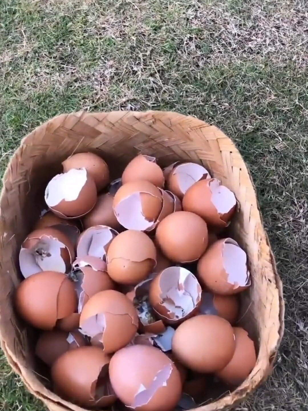 你的鸡蛋壳是怎么处理的?