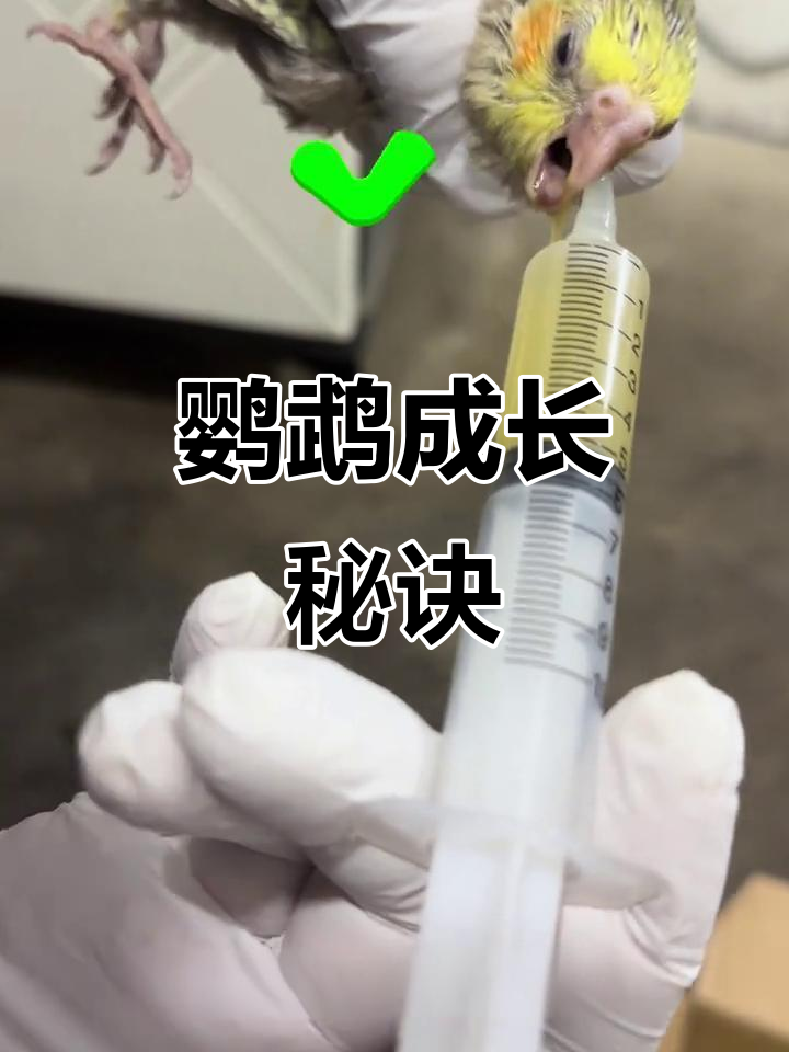 玄凤幼鸟也能逆袭,关键在于耐心与细心
