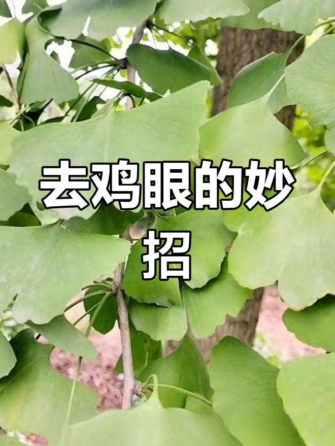 银杏叶去鸡眼,简单又有效!