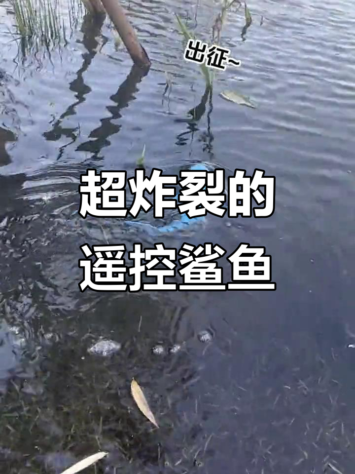 这款遥控鲨鱼玩具,简直颠覆了整个遥控界!