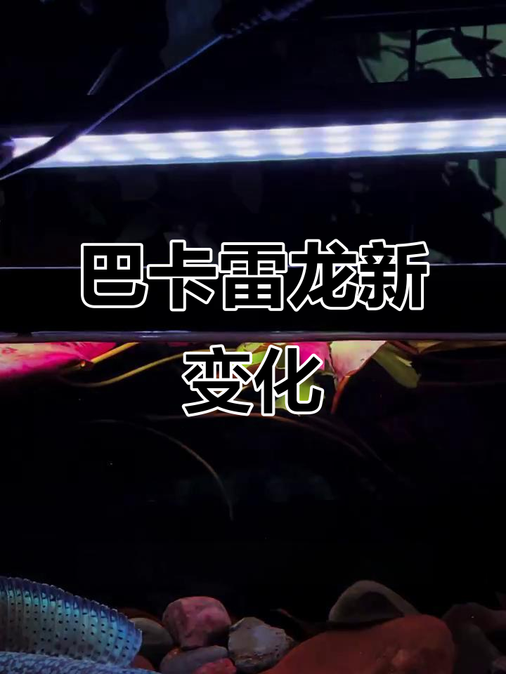 巴卡雷龙造景大变样,铲子与鼓塞的对决!