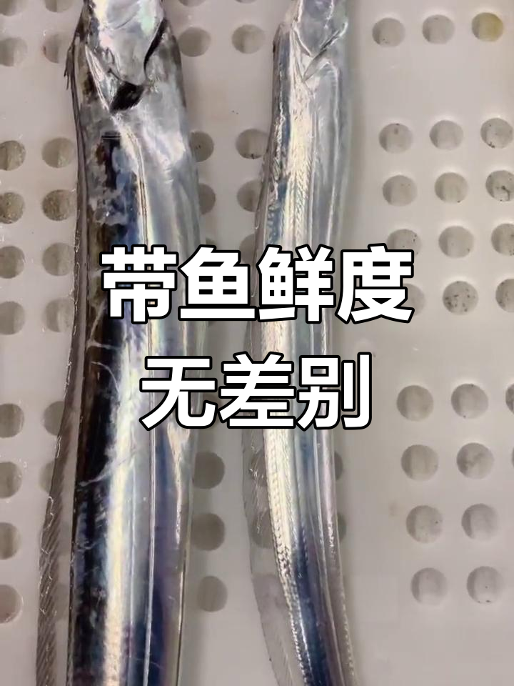 大小不同的带鱼,新鲜度相同