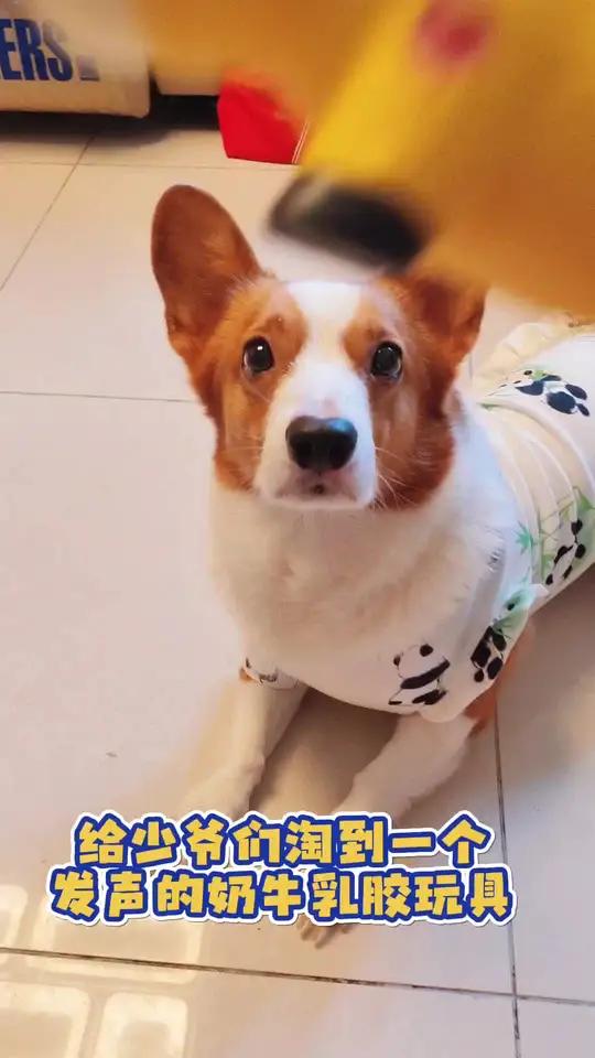 天然乳胶材质的宠物发声奶牛玩具,小狗在家无聊你就给他安排一个,简直是爱不释手!
