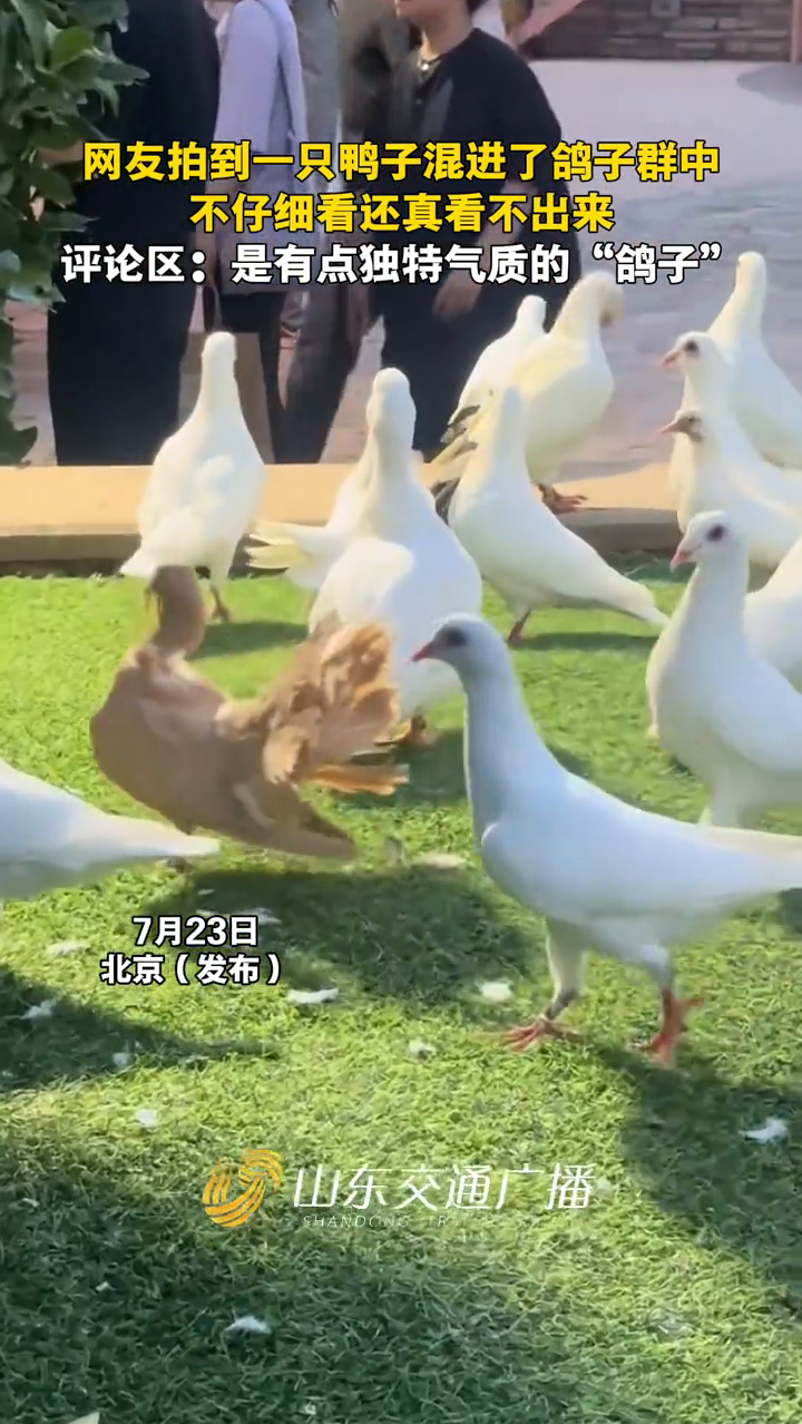 鸭子混进了鸽子群中，不仔细看还真看不出来