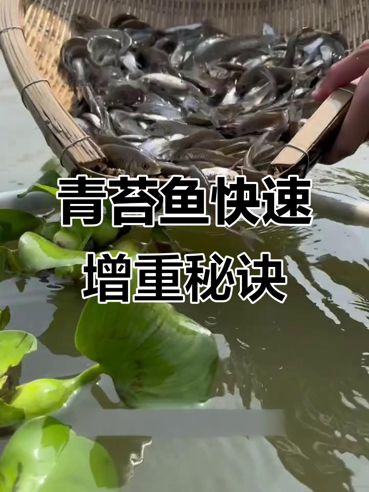 青苔鱼一年长三斤,最大能达十五斤!
