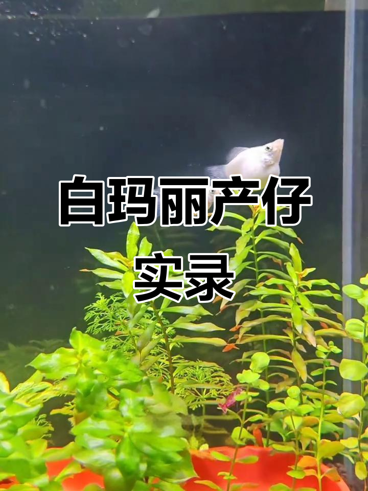 玛丽鱼生娃全过程,母子互动超有趣