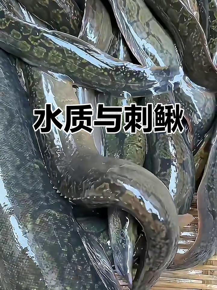 刺鳅生长于清澈水域,客家人称其为“猪麻锯”