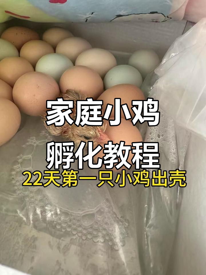 小鸡孵化全过程,让孩子亲手体验生命奇迹