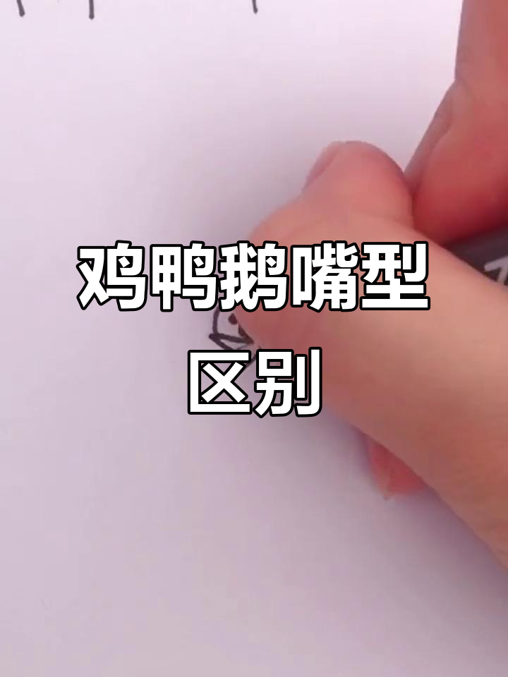 鸡鸭鹅嘴巴大不同,学会这些你也能画得栩栩如生