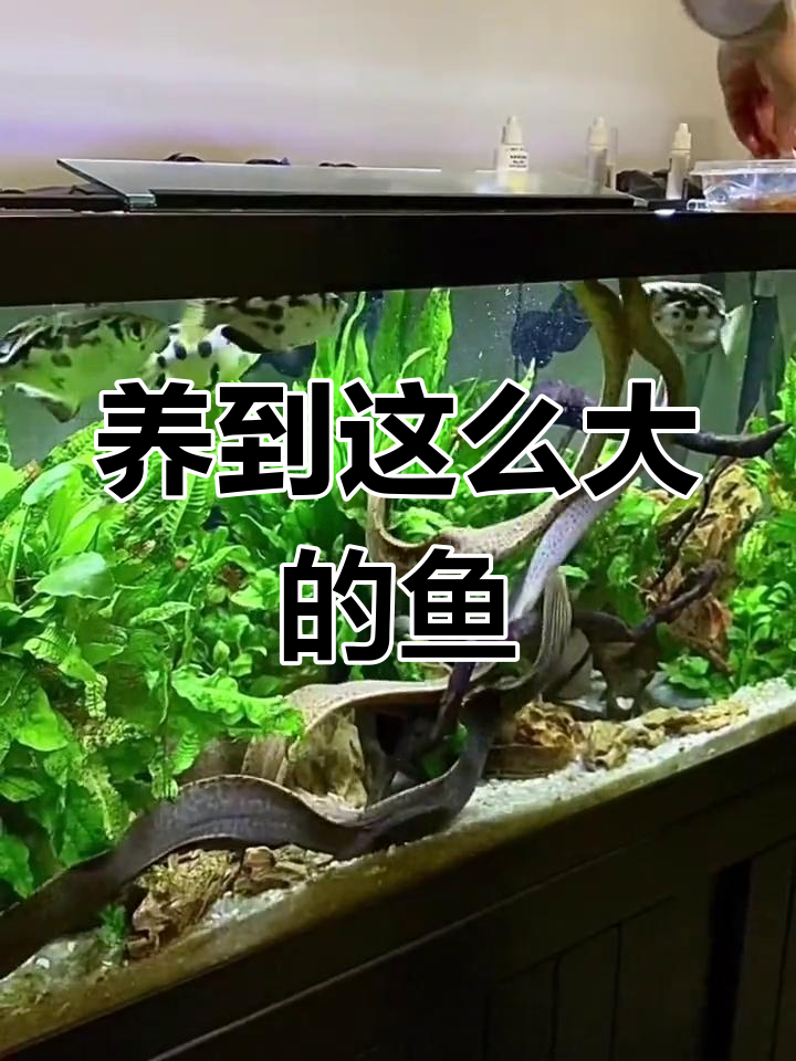 黄金豹纹虎鳗的成长故事
