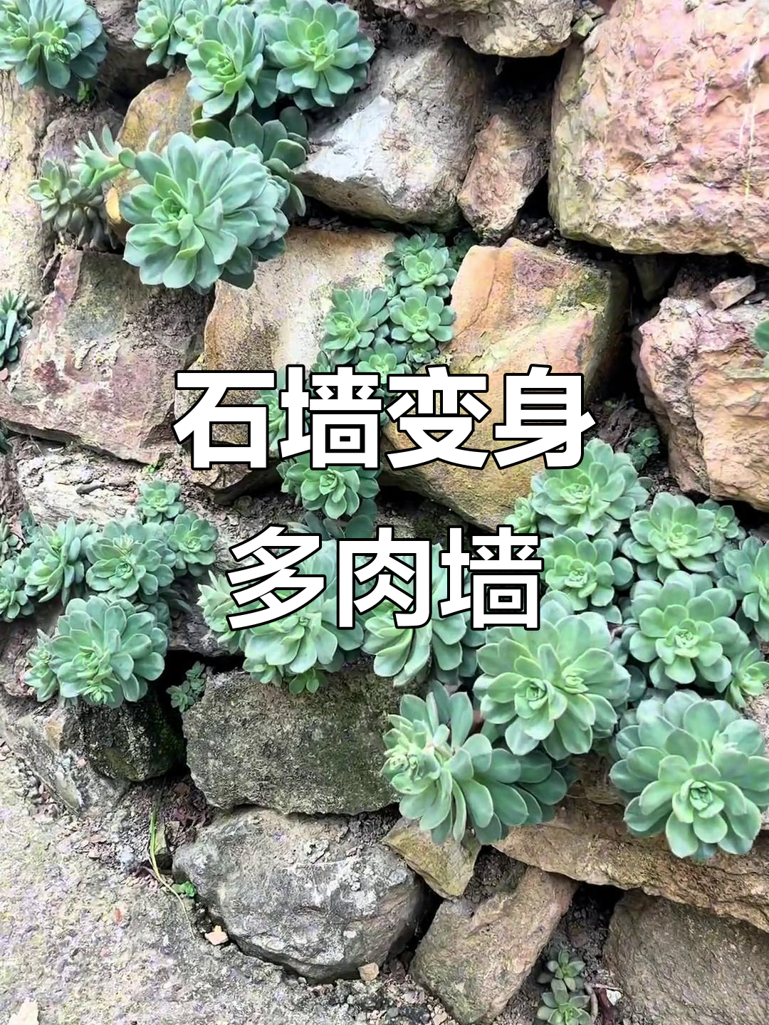 石头墙变多肉景观,农家小院焕新生