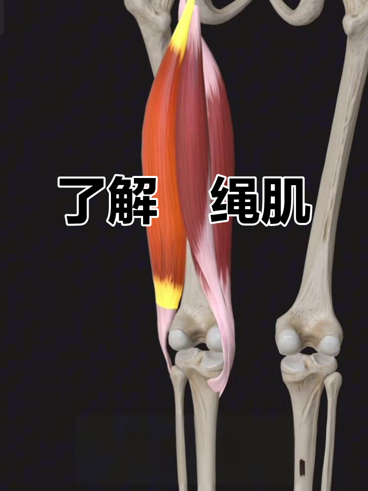 腘绳肌结构与功能解析:大腿后侧疼痛的根源