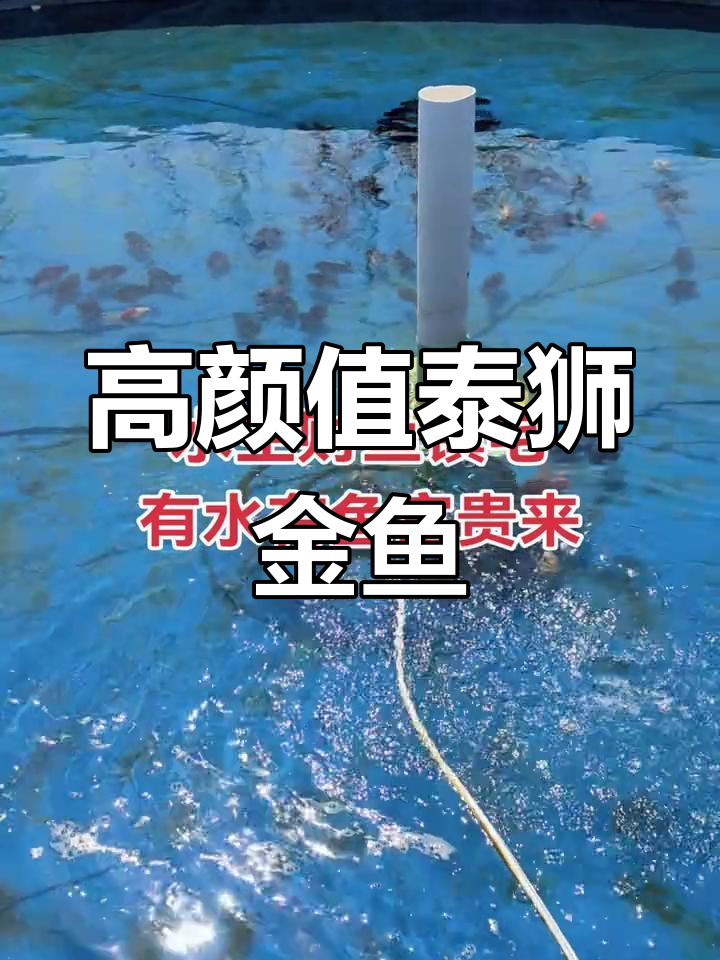 百褶尾泰狮金鱼,品质与美丽并存