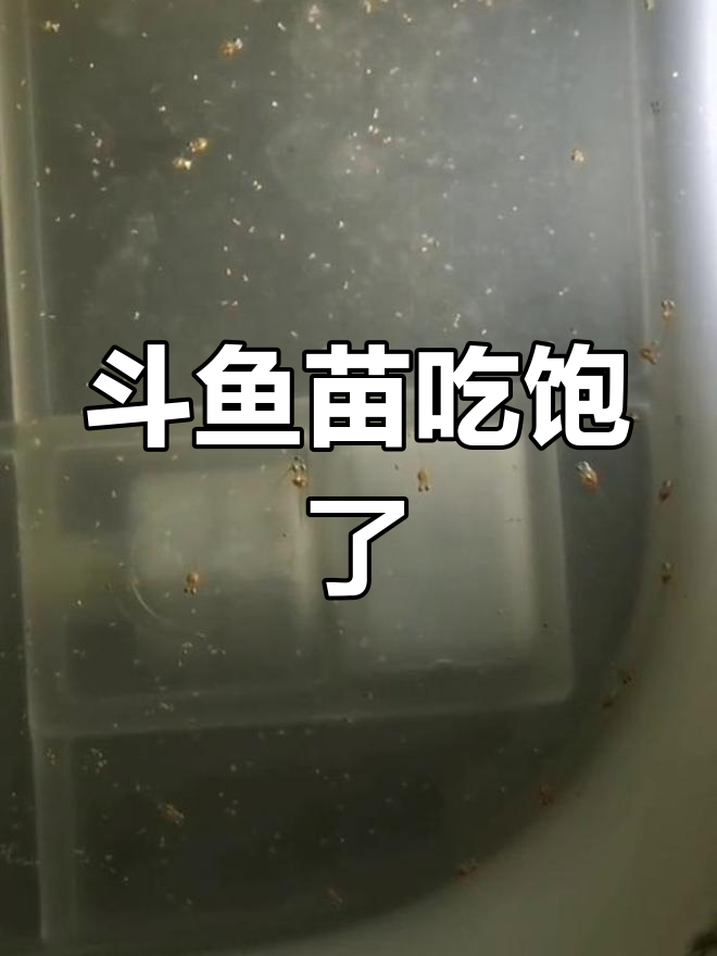 斗鱼苗吃丰年虾,长势惊人!