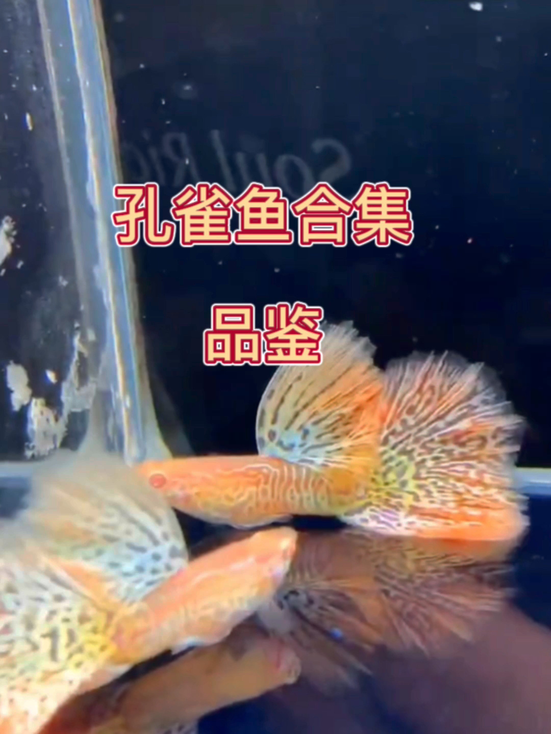 孔雀鱼合集,哪个最好看?