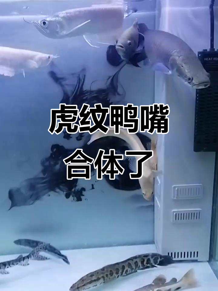 虎纹鸭嘴肚子变大,竟然是因为这个原因!