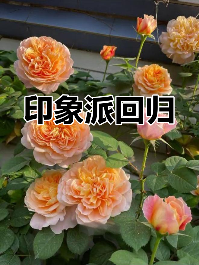 印象派难寻,终于找到几百棵,喜欢的话赶紧行动!