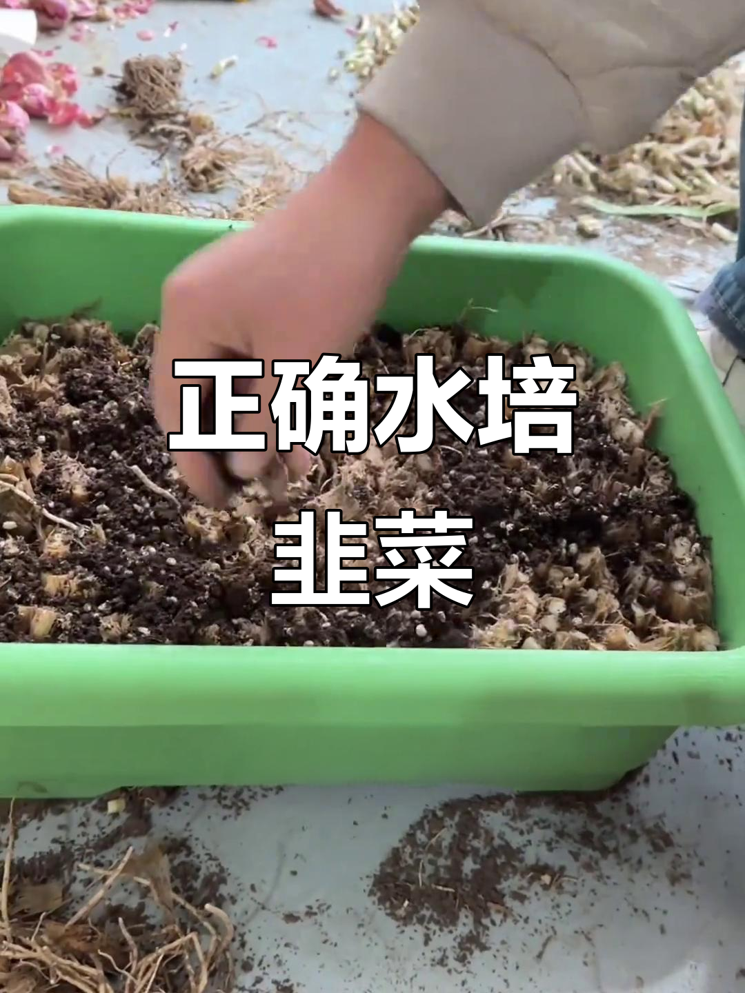 水培韭菜这样种，根壮叶绿，你也能做到！