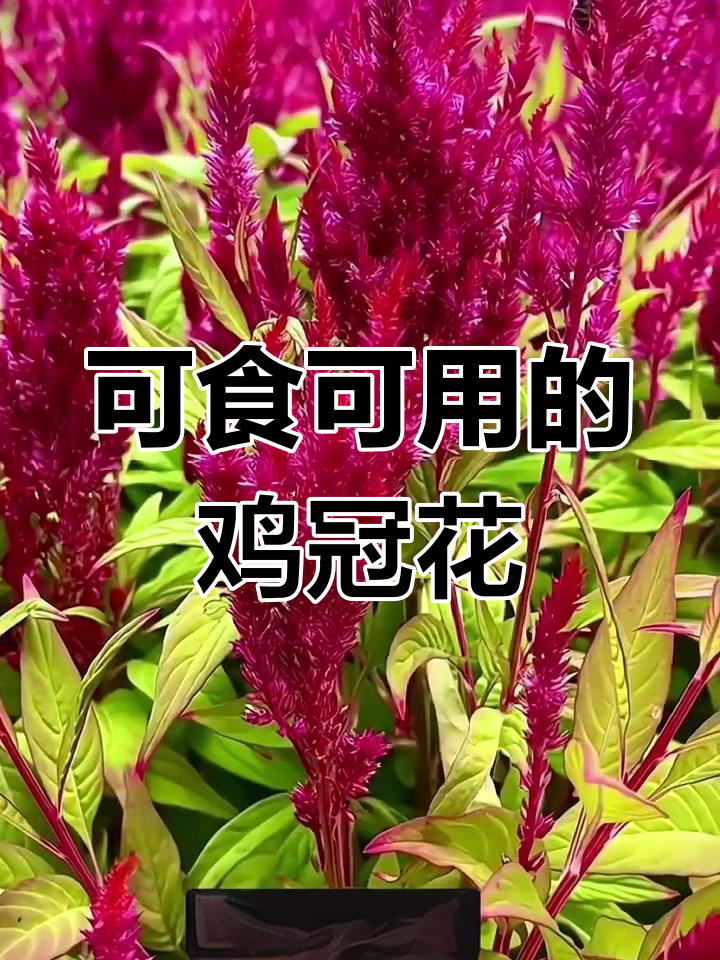 鸡冠花:红火生活的象征