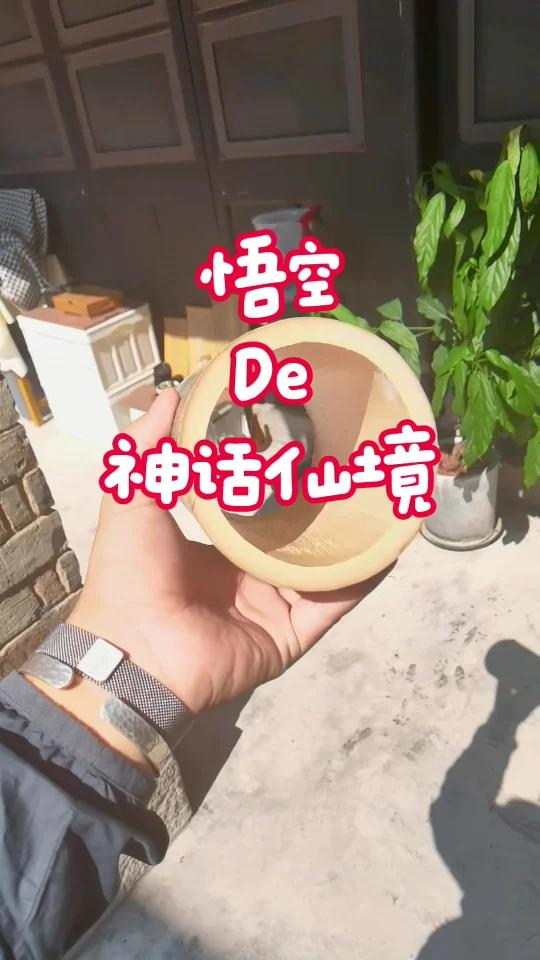 悟空的神话仙境:多肉植物的奇幻冒险