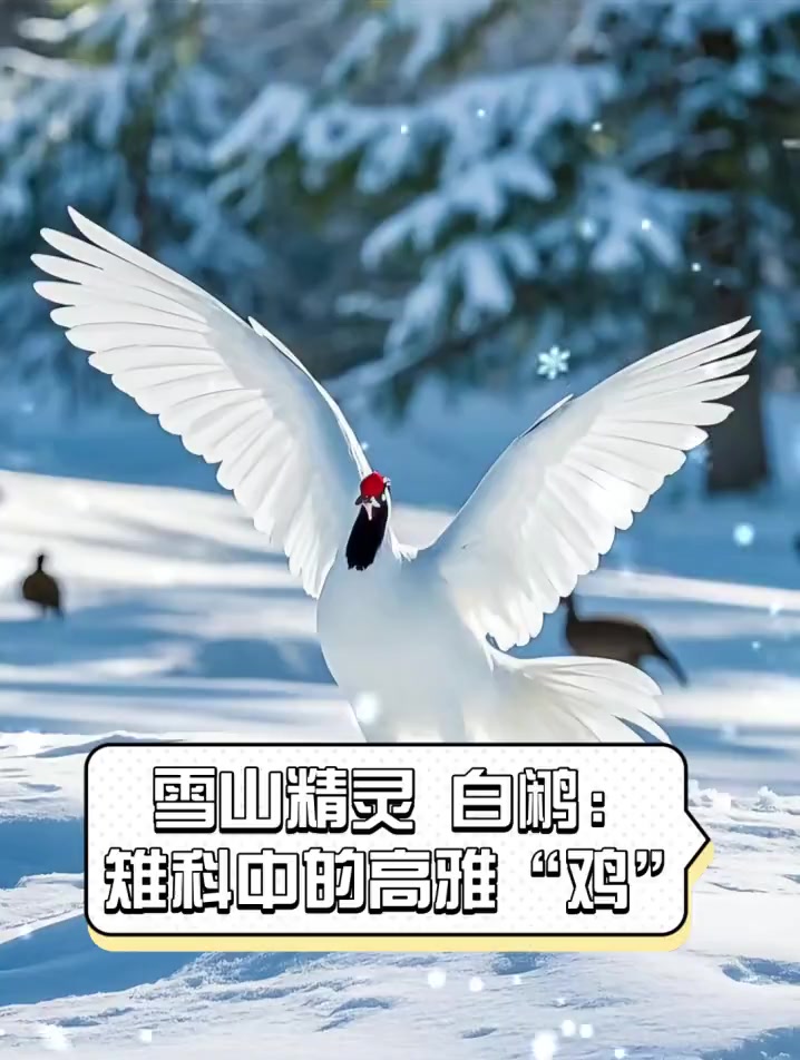 雪山精灵,白鹇:雉科中的高雅“鸡”